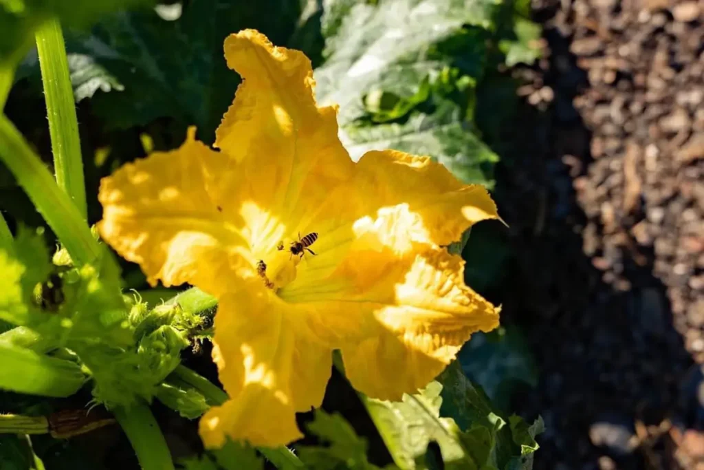 力行大叔農場-南投仁愛農場-櫛瓜-水蜜桃-高山茶葉-甜柿_240830_p_02
