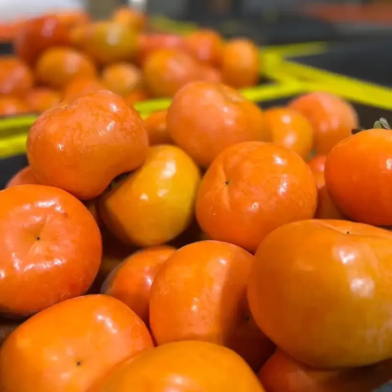 力行大叔農場-南投仁愛農場-櫛瓜-水蜜桃-高山茶葉-甜柿_products_柿子_010