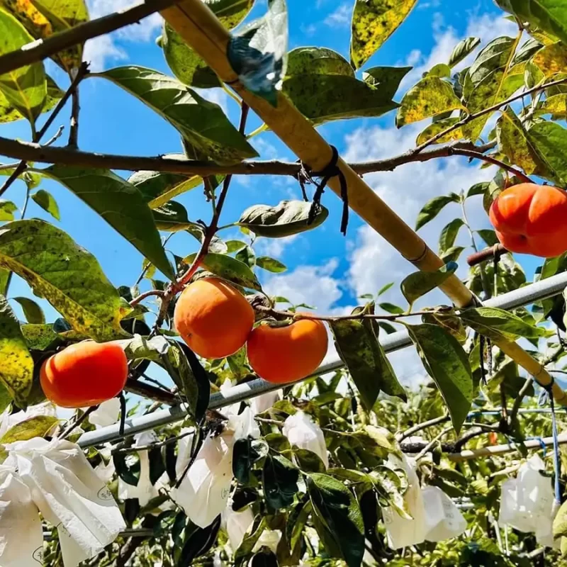 力行大叔農場-南投仁愛農場-櫛瓜-水蜜桃-高山茶葉-甜柿_products_柿子_012