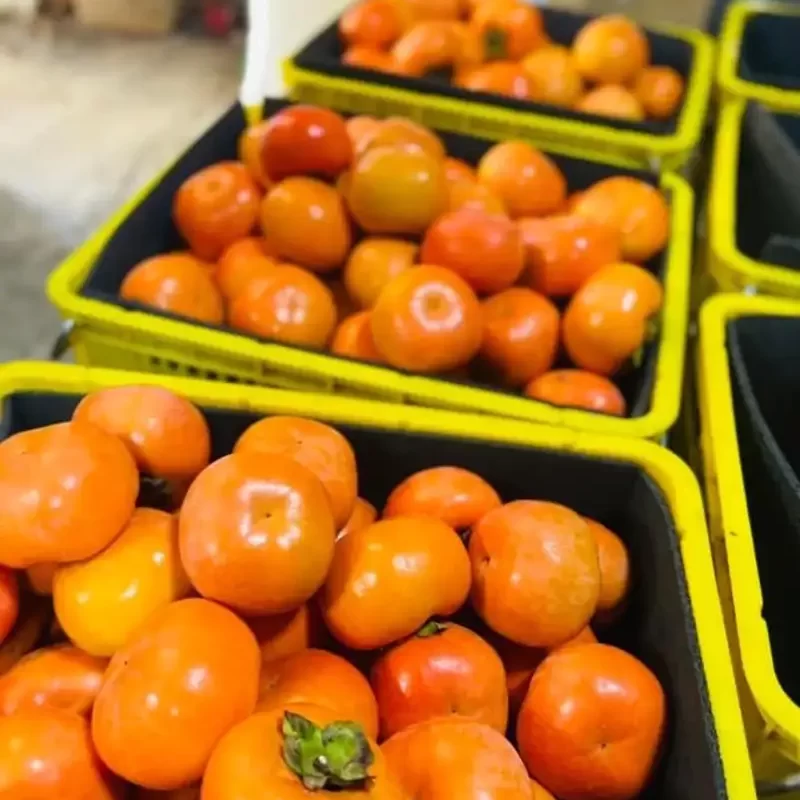 力行大叔農場-南投仁愛農場-櫛瓜-水蜜桃-高山茶葉-甜柿_products_柿子_013