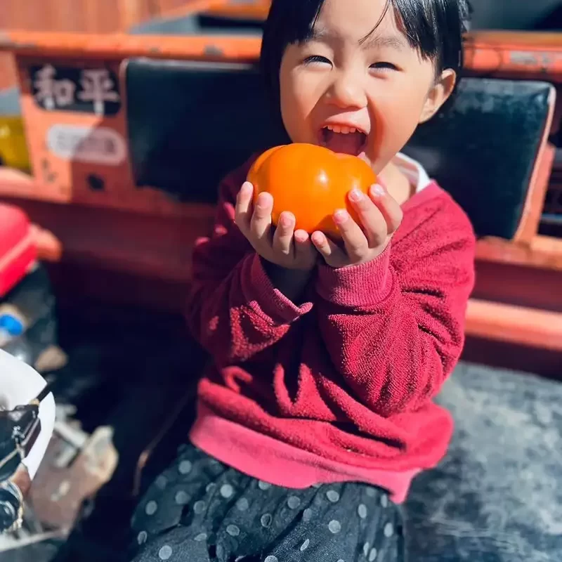 力行大叔農場-南投仁愛農場-櫛瓜-水蜜桃-高山茶葉-甜柿_products_柿子_014