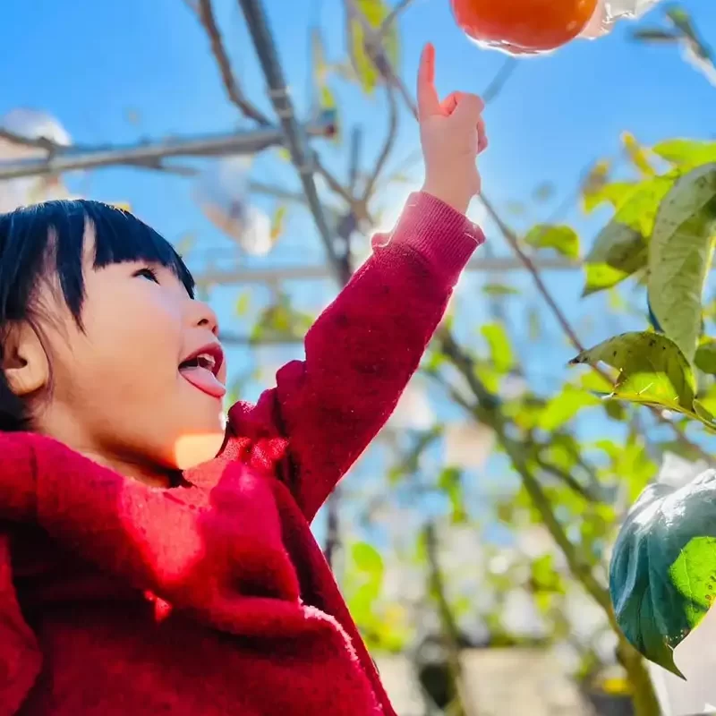 力行大叔農場-南投仁愛農場-櫛瓜-水蜜桃-高山茶葉-甜柿_products_柿子_017