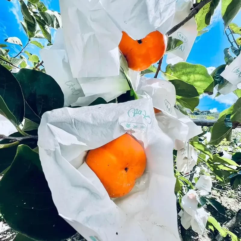 力行大叔農場-南投仁愛農場-櫛瓜-水蜜桃-高山茶葉-甜柿_products_柿子_07