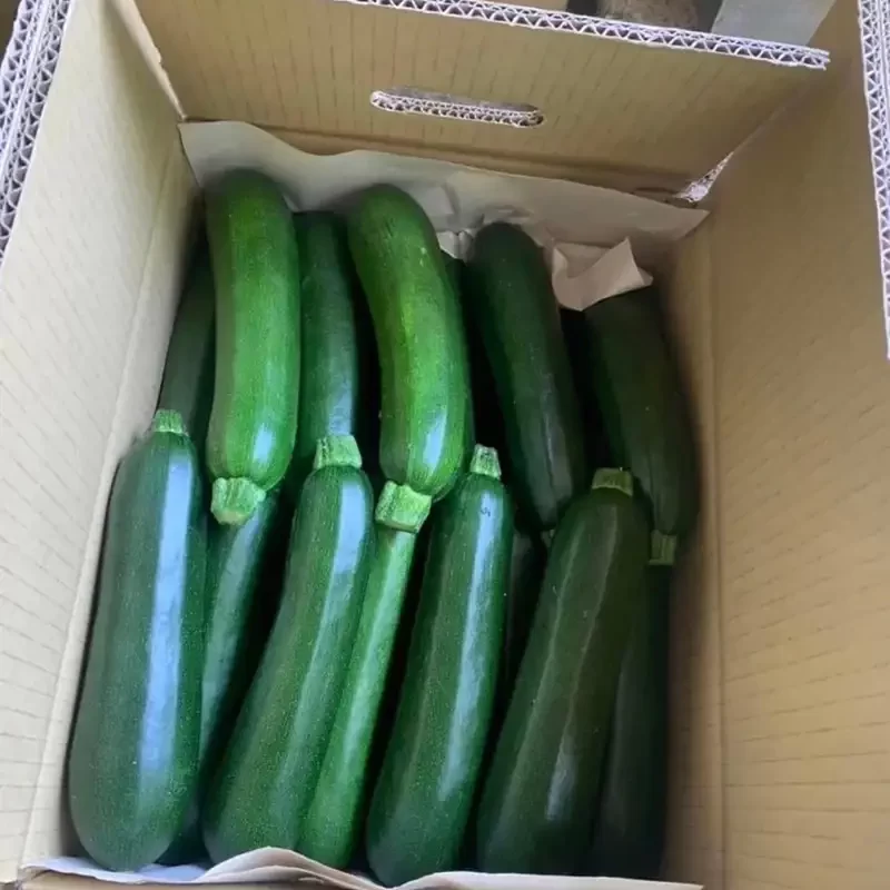 力行大叔農場-南投仁愛農場-櫛瓜-水蜜桃-高山茶葉-甜柿_products_櫛瓜_012