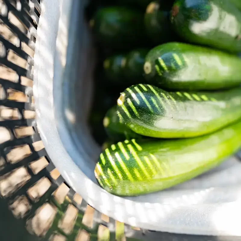 力行大叔農場-南投仁愛農場-櫛瓜-水蜜桃-高山茶葉-甜柿_products_櫛瓜_02