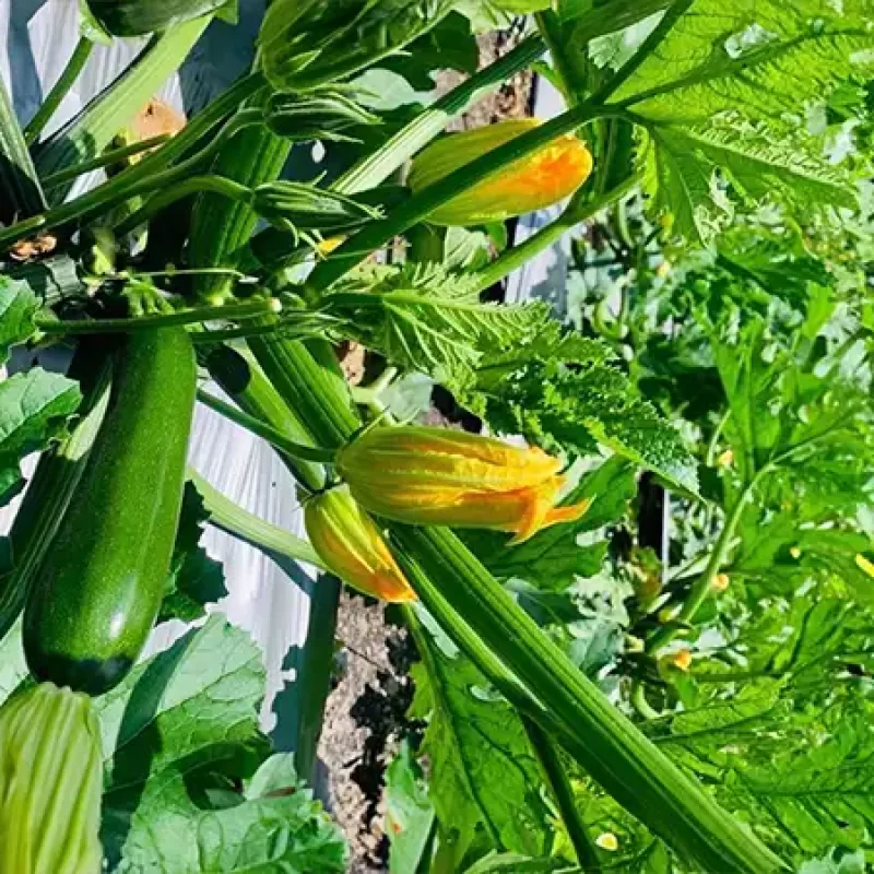 力行大叔農場-南投仁愛農場-櫛瓜-水蜜桃-高山茶葉-甜柿_products_櫛瓜_08