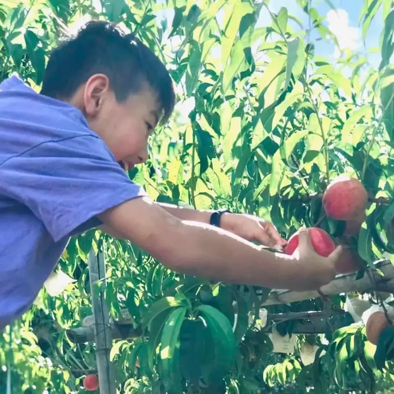 力行大叔農場-南投仁愛農場-櫛瓜-水蜜桃-高山茶葉-甜柿_products_水蜜桃_03