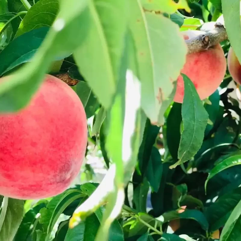 力行大叔農場-南投仁愛農場-櫛瓜-水蜜桃-高山茶葉-甜柿_products_水蜜桃_04