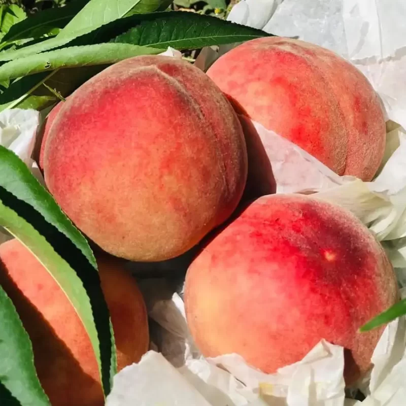 力行大叔農場-南投仁愛農場-櫛瓜-水蜜桃-高山茶葉-甜柿_products_水蜜桃_05