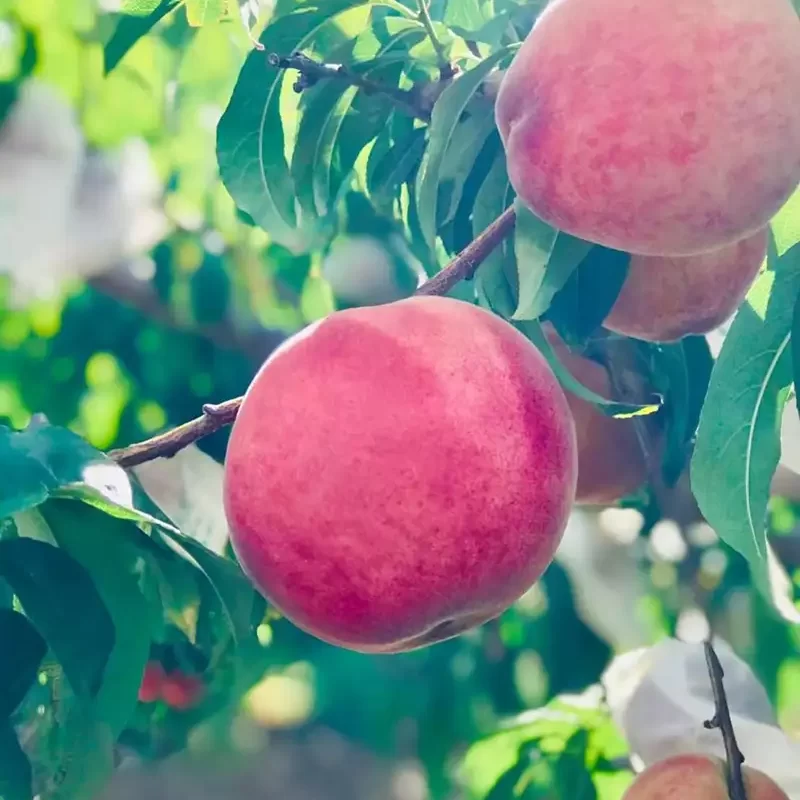 力行大叔農場-南投仁愛農場-櫛瓜-水蜜桃-高山茶葉-甜柿_products_水蜜桃_07