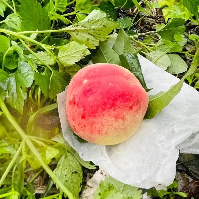 力行大叔農場-南投仁愛農場-櫛瓜-水蜜桃-高山茶葉-甜柿_products_水蜜桃_09