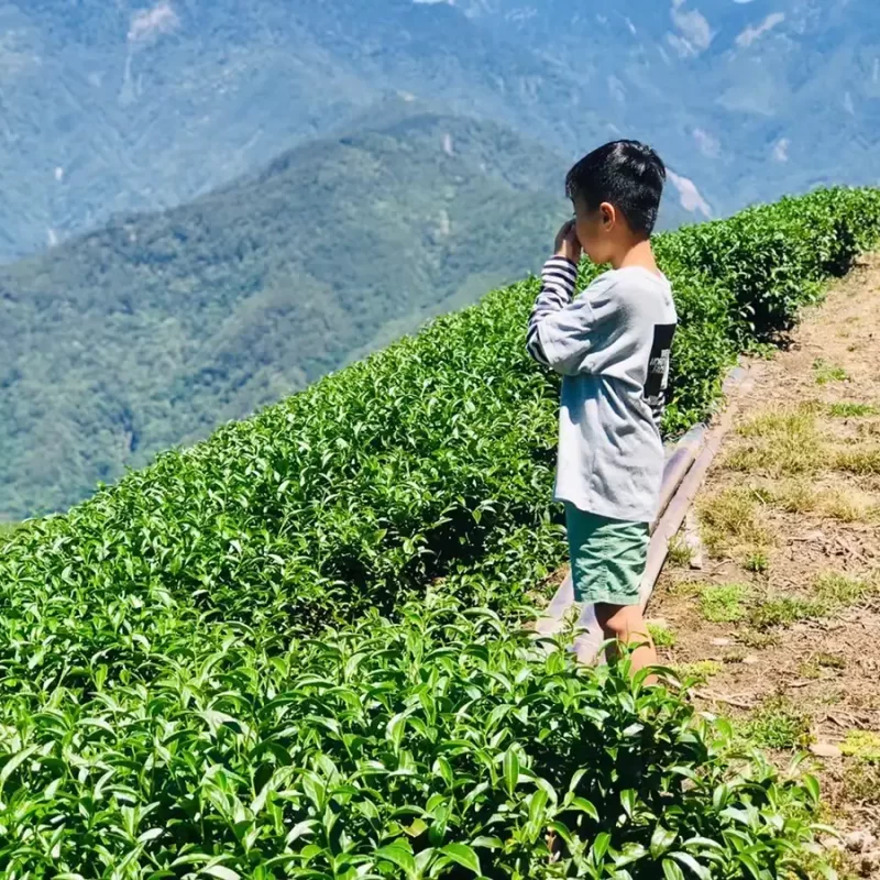 力行大叔農場-南投仁愛農場-櫛瓜-水蜜桃-高山茶葉-甜柿_products_高山茶_010