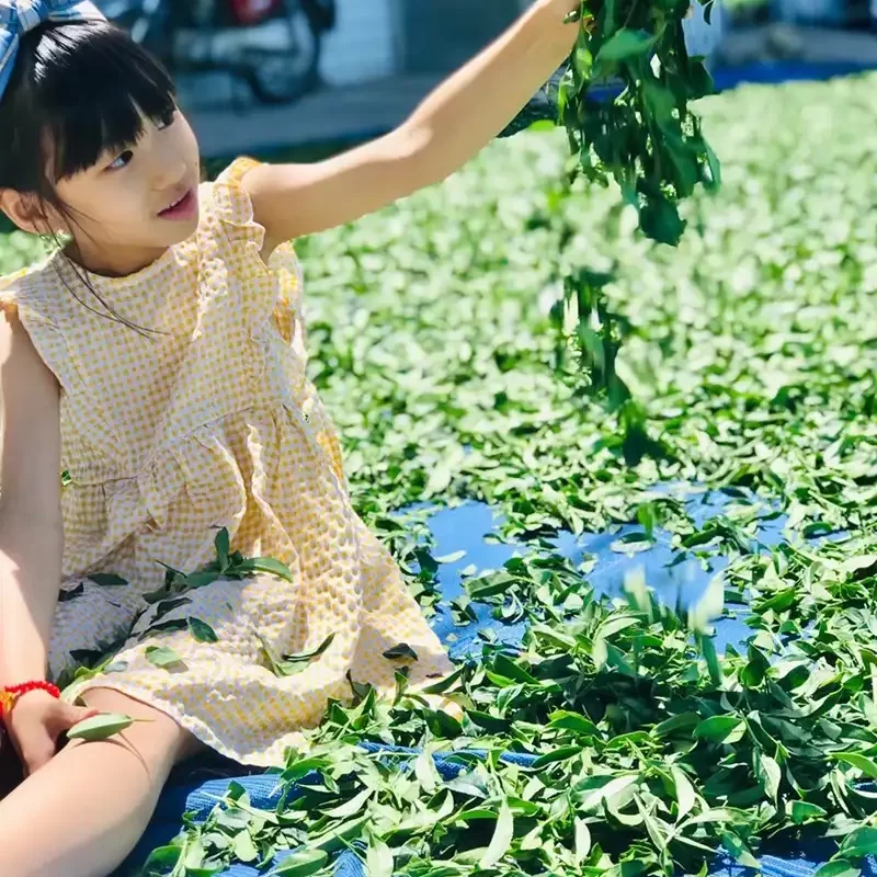 力行大叔農場-南投仁愛農場-櫛瓜-水蜜桃-高山茶葉-甜柿_products_高山茶_011