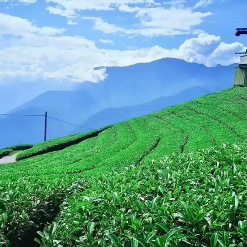 力行大叔農場-南投仁愛農場-櫛瓜-水蜜桃-高山茶葉-甜柿_products_高山茶_012