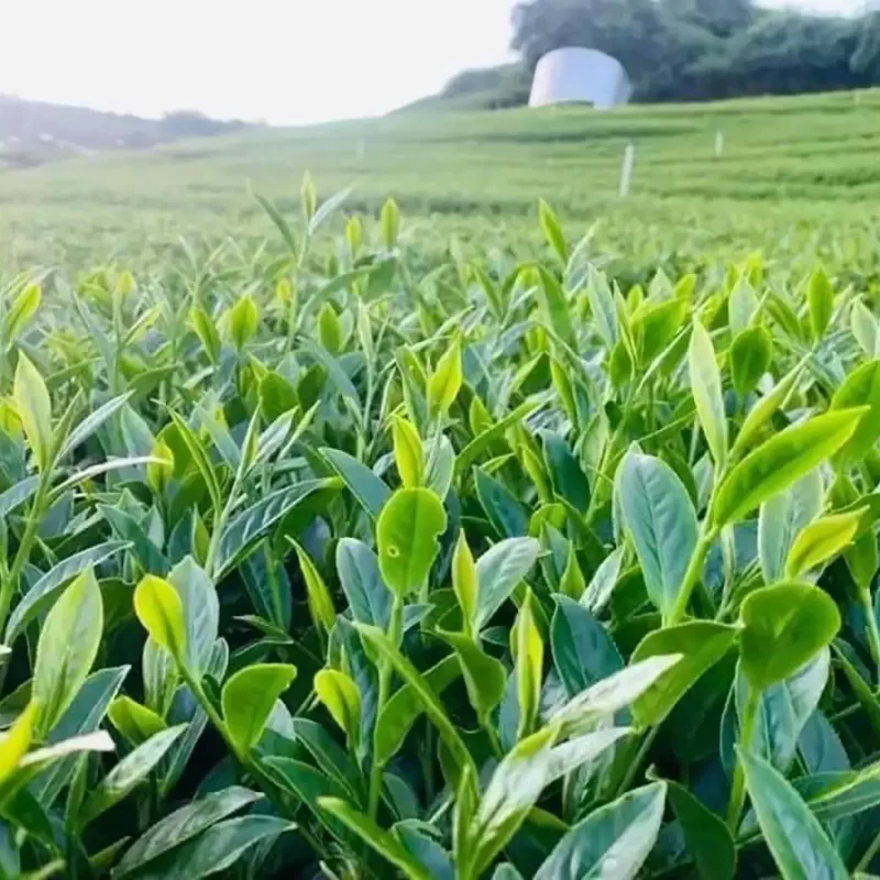 力行大叔農場-南投仁愛農場-櫛瓜-水蜜桃-高山茶葉-甜柿_products_高山茶_04