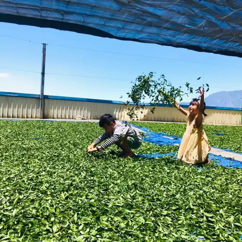 力行大叔農場-南投仁愛農場-櫛瓜-水蜜桃-高山茶葉-甜柿_products_高山茶_07